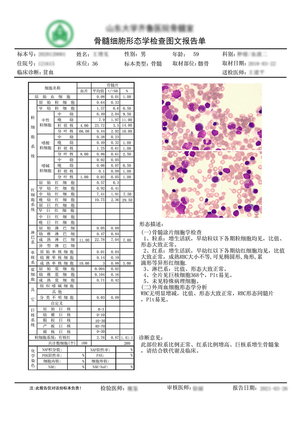 骨髓圖文